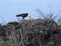 Galapagos Hawk with kid